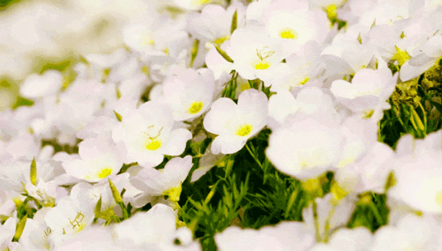 公园的月见草花开如霞