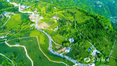 宜都上榜！2025胡润中国茶业百强县