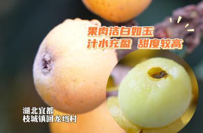 枝城镇回龙垱村白玉枇杷喜迎采摘季