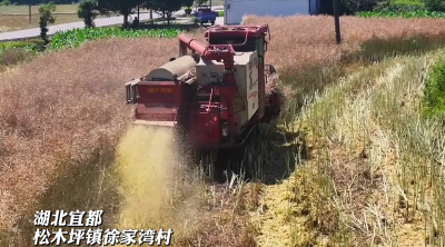 350亩油菜籽入仓仅需3天！高效农机助力油菜收割