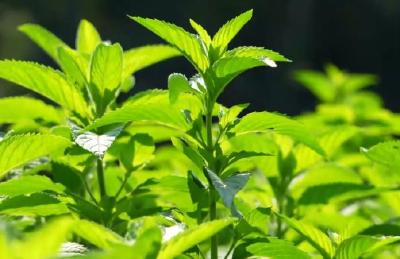 枝城六里冲村第一茬薄荷丰收了！50亩收益可达20万元