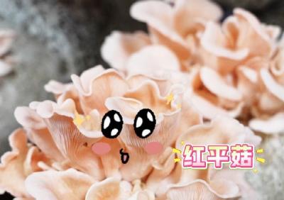 红花套镇南桥村鲜蘑菇上市！认领菌包、自行采摘、送货上门任你选