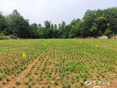看！2000亩荒地“药”变金山