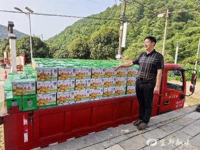 半高山上“金豆豆”  共富路上“薯”光暖