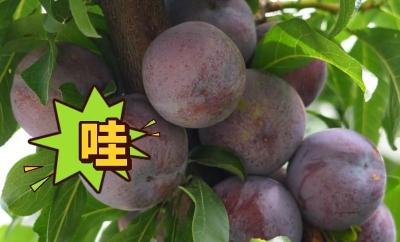 寻味宜都！夏家湾的李子熟了