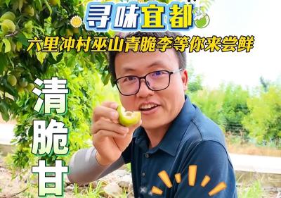 寻味宜都！六里冲村巫山青脆李等你来尝鲜