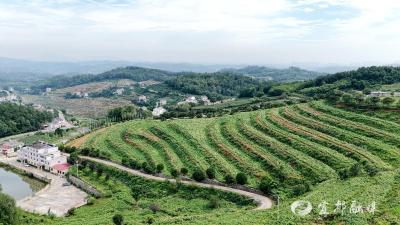 引进种植3个月  油榨坪村中药材黄蜀葵获丰收