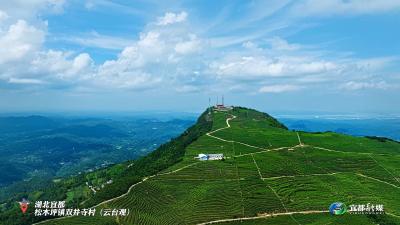 云台观里藏仙境，半是茶香半是云