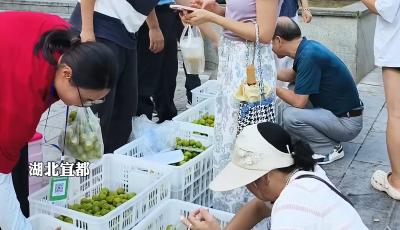村书记线上线下带货忙！六里冲村巫山青脆李走俏市场