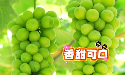 寻味宜都！快来窑坡垴村摘葡萄啦