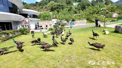 三峡长颈鹿乐园：孔雀展翼滑翔引客来