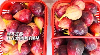 寻味宜都！软糯香甜，渔洋溪村的无花果熟啦