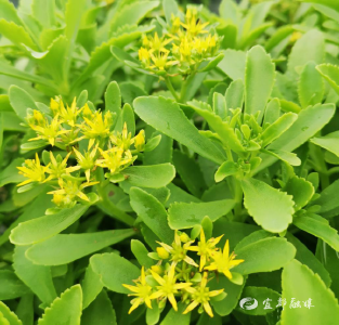宜都市泉水河村：一株救心菜，如何炒制振兴“硬菜”？