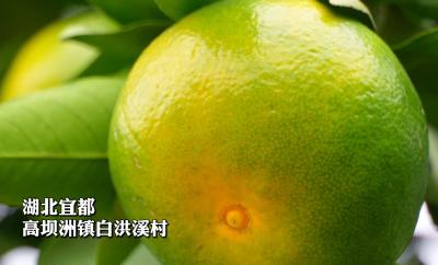 宜都特早熟柑橘抢“鲜”上市