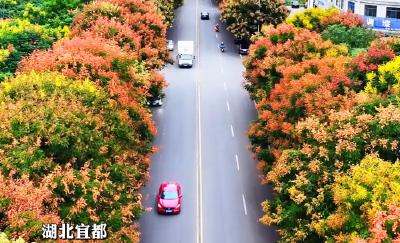 秋日来信，栾树花开，来宜都街头开启一场浪漫邂逅！