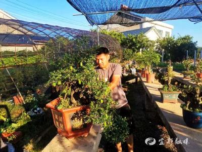 弃城归乡，他把树桩“玩”出“共富景”
