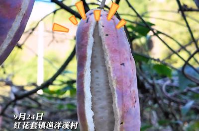 寻味宜都！香甜可口，渔洋溪村的八月瓜熟啦