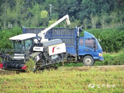 【三峡日报】金秋稻谷香 农机抢收忙