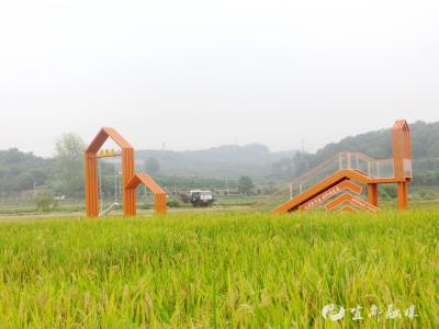 宜都：稻浪滚滚庆丰收！