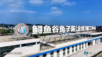 10月22日，宜都鲟鱼谷鱼子酱（全球）加工中心投产试运行！鱼子酱年加工产能可突破500吨