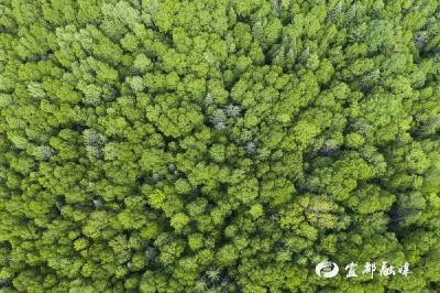 信息“精准直达”，宜都筑起森林防火智慧防线