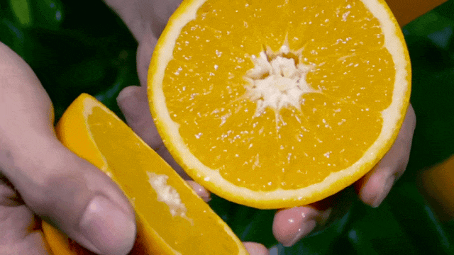 清江橙熟了！这份“黄金果”的甜蜜邀请请查收～