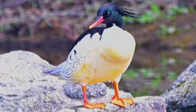 中华秋沙鸭的宜都越冬日记