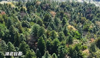 我们的“十四五”丨湖北省首张“鄂林碳票”在宜都完成交易