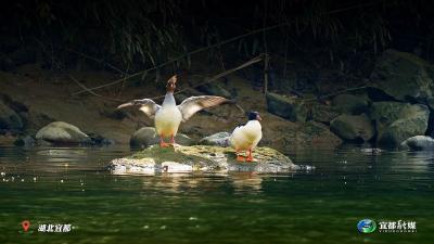 我们的“十四五”丨“稀客”变“常客”！中华秋沙鸭连续12年在宜都越冬