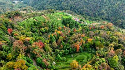 你知道怎么形容冬日的美吗？看看宜都古水坪村金黄的银杏，斑斓的山林，还有像宝石一样的湖水……