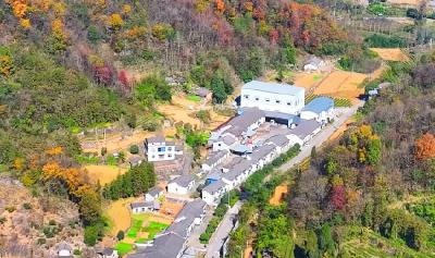 11月26日，《美丽宜都我的家》走进聂家河镇凤凰池村，驻村第一书记带你看“蔬”香门第的幸福蜕变