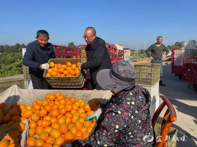 抱团发展破困“橘”
