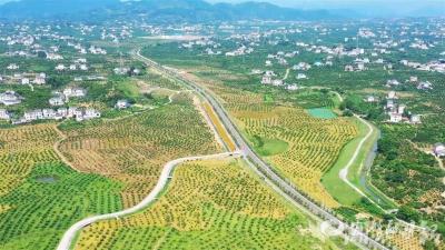 鲟鱼“游”出国门 柑橘飘香海外 宜都青林谜镇环线串联新产业 