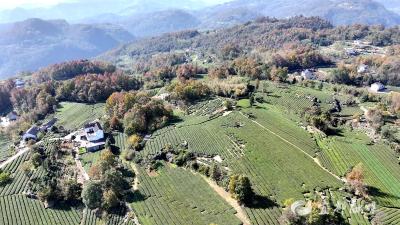 【好支部好支书】栗树垴村的茶香新韵