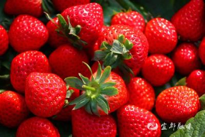 走起！到高坝洲亲手摘出“莓”好时光