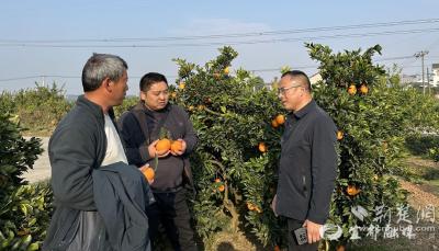 【荆楚网】村支书化身“首席推销员” 跑通千吨柑橘畅销路