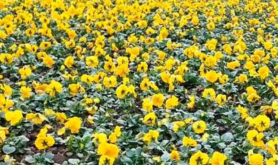 宜都冬季景观升级！29万株鲜花织出冬日“花毯”