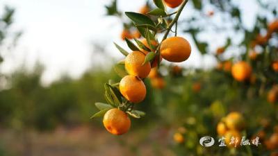 寻脉红花套：一颗柑橘的千年甜香之旅