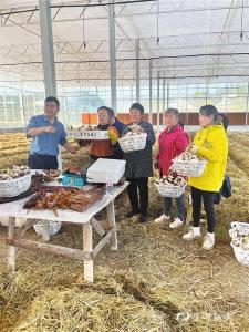 【三峡日报】30亩赤松茸喜获丰收