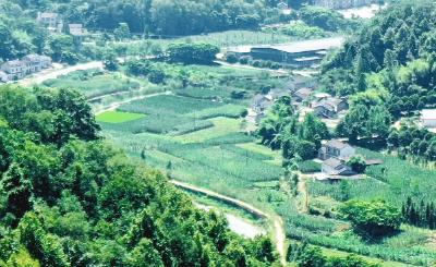 1月16日，《美丽宜都我的家》走进王家畈镇横冲村，听村书记讲述一朵花带富一方百姓的故事