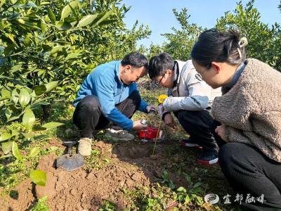 油菜控旺、柑茶防冻：宜都墒情监测送来“田间妙招”