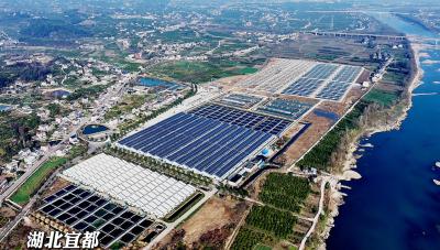 实干勇争先 奋进开门红丨宜都442个新建标准化鲟鱼池投入使用