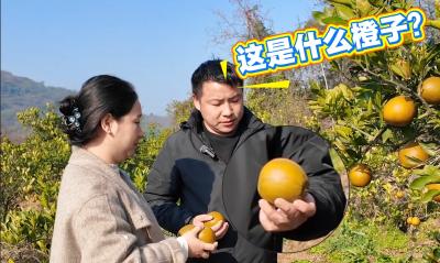 “荒山坡”变“致富园”！红花套巧克力橙火出圈