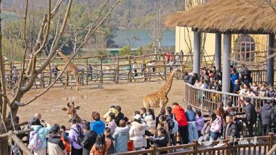 超多福利！春节期间宜都这么好玩儿