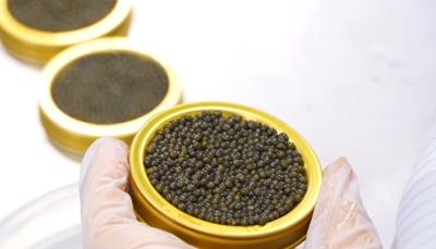 宜都鲟鱼谷复工即冲刺！日产200公斤鱼子酱热销全球