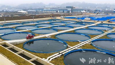 宜都清江鲟鱼谷二期项目稳步投产