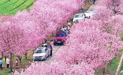 樱花树下有你更美！快来枝城镇洋津畈村邂逅春日浪漫