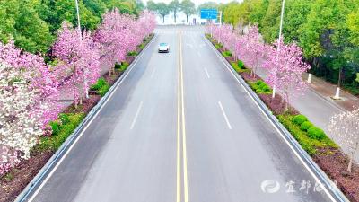 玉兰盛放报春归