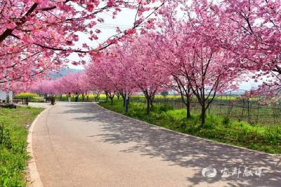 繁花专线，赴一场宜都春日之约