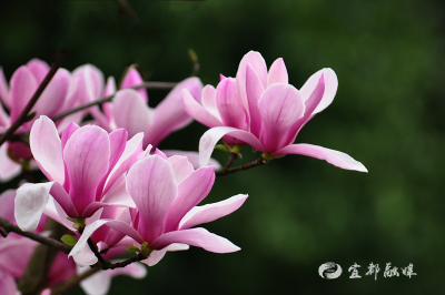 宜都赏花地图，带你解锁这座小城的“花花世界”